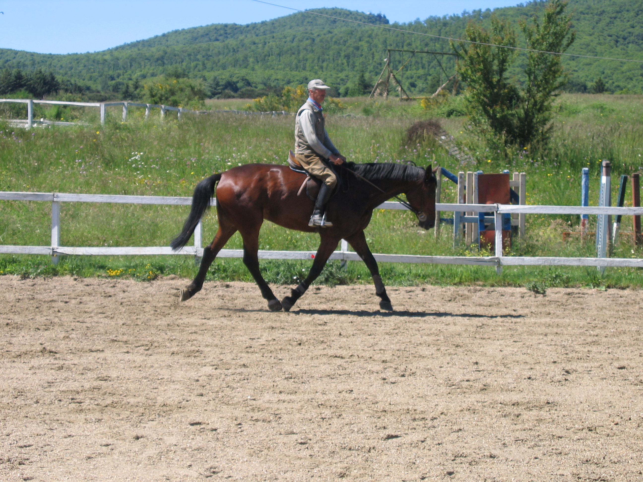Gli effetti di sottopancia e sella sul movimento del cavallo